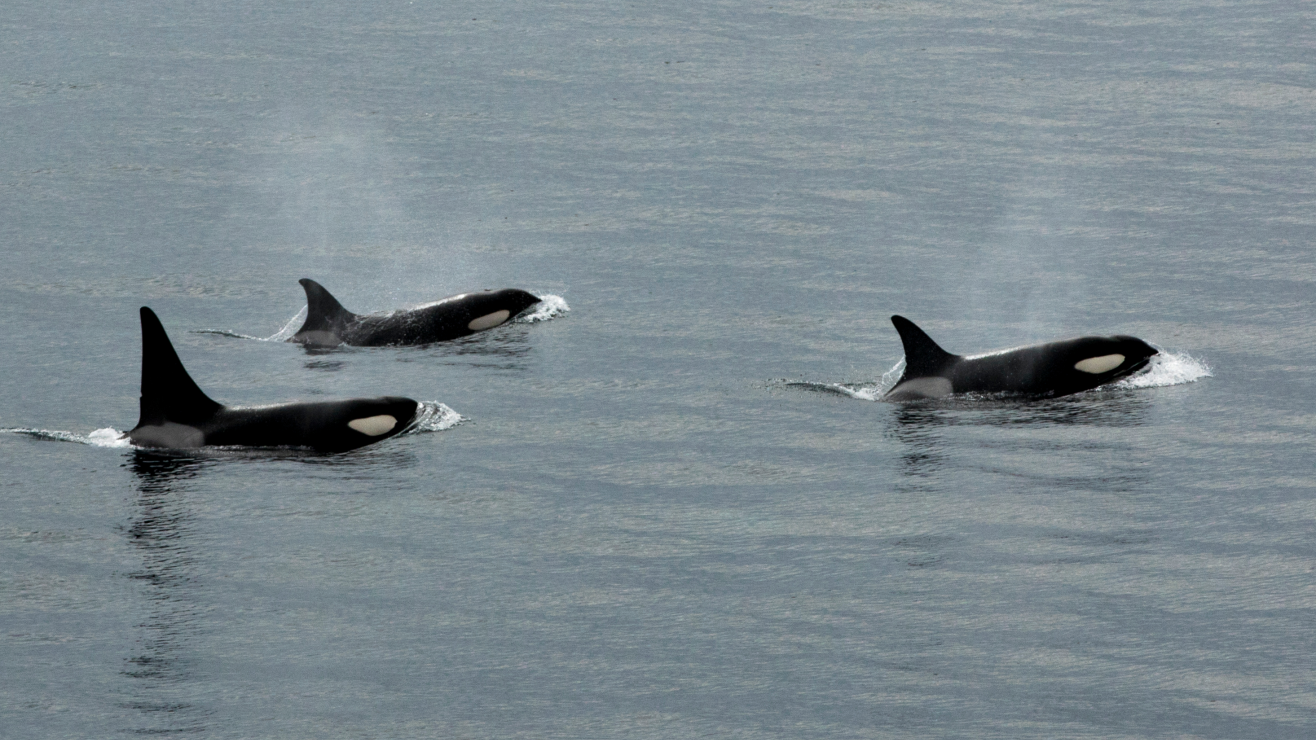 Alertan por supuestos ataques coordinados de orcas a buques comerciales en el Atlántico 