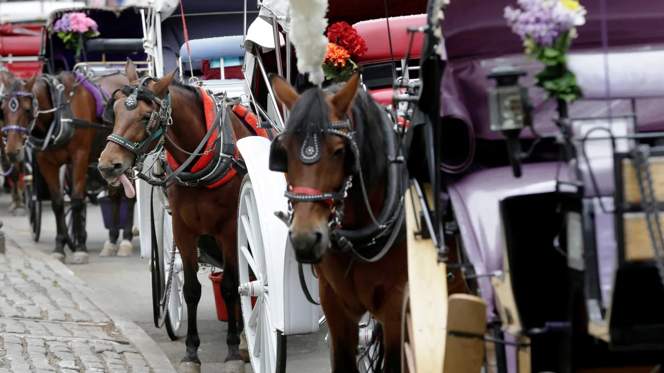 Sindicato paraliza “temporalmente” carruajes con caballos tras racha trágica en Central Park de Nueva York