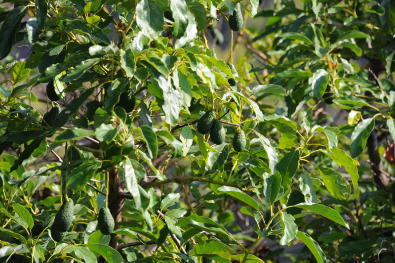 EEUU suspende importaciones de aguacate por alerta de violencia en MƩxico