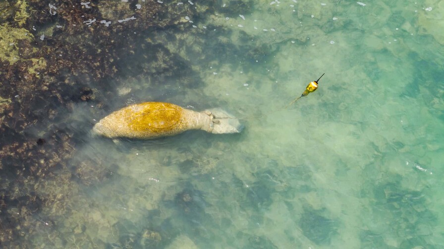 Manatí Jean Pedro hace de la bahía su zona de confort